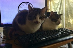 成功者続出？！テレワークを愛猫に邪魔されないための対処法にほっこりｗ