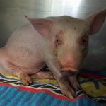 子ブタのウォンバットが精肉工場へと向かう輸送トラックから決死のジャンプをした結果...