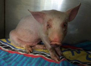 子ブタのウォンバットが精肉工場へと向かう輸送トラックから決死のジャンプをした結果...