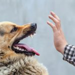 狂犬病が国内で発症!当該地域で予防接種していない犬は殺処分?!