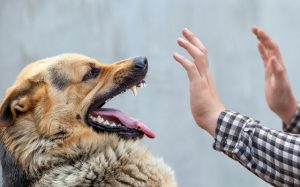 狂犬病が国内で発症！当該地域で予防接種していない犬は殺処分？！