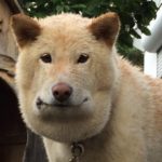 マムシに噛まれた愛犬のお弁当箱のようなフェイスラインに驚愕...
