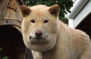 マムシに噛まれた愛犬のお弁当箱のようなフェイスラインに驚愕...