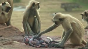 群れの中に置いたロボットのサルの赤ん坊が死んだと勘違いしたときにとったサルたちの行動に超感動！！