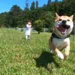 これどうやって撮影してるの??数ヶ月ドッグランを自粛した柴犬の走りっぷりが半端ないwww