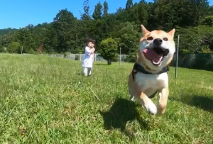 これどうやって撮影してるの??数ヶ月ドッグランを自粛した柴犬の走りっぷりが半端ないwww