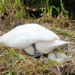 白鳥が卵を少年たちにレンガを投げつけられて割られた結果...