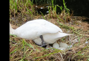 白鳥が卵を少年たちにレンガを投げつけられて割られた結果...