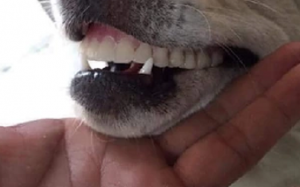 紛失したおばあちゃんの入れ歯が見つかった想像を絶する場所とはｗww