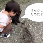 ”けんかしたらだめだよ”男の子が子猫たちの喧嘩の仲裁に入る動画に癒される