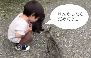 ”けんかしたらだめだよ”男の子が子猫たちの喧嘩の仲裁に入る動画に癒される