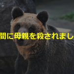 人間に母親を殺されたヒグマの”とんこ”はなぜ動物園にいるの?