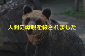 人間に母親を殺されたヒグマの”とんこ”はなぜ動物園にいるの？