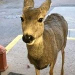 お店に入って来た鹿さんにクッキーを与えた結果、その後の展開に思わず失笑w