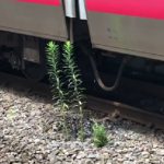 在来線の停車位置のある場所にだけ雑草が育っている理由に日本の凄さを実感!!