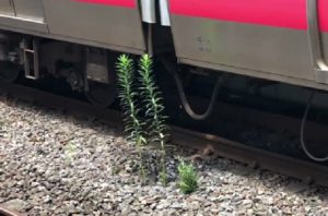 在来線の停車位置のある場所にだけ雑草が育っている理由に日本の凄さを実感！！