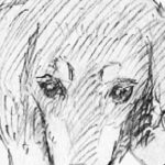 「まだ お空に行けてないの?」亡くなった愛犬の夢に涙があふれる...