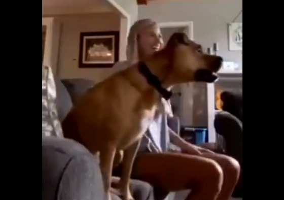 サッカーが大好きな犬がゴールに喜びすぎて大変なことになる動画に大爆笑!!