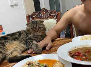 「猫に夫を盗まれた！」と訴える妻の投稿写真が面白すぎるとネットで話題に！！