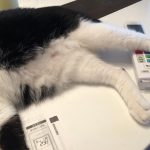 エアコンをつけたまま犬や猫に留守番させるとき起きてしまった悲劇に心を痛める...