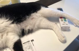 エアコンをつけたまま犬や猫に留守番させるとき起きてしまった悲劇に心を痛める...