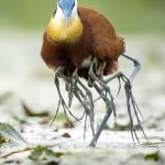 この鳥は脚は何本あるの???その驚愕の理由に生命の神秘を感じる!!