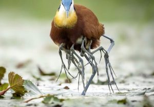 この鳥は脚は何本あるの???その驚愕の理由に生命の神秘を感じる!!