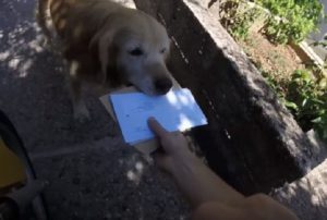 郵便屋さんをお出迎えして手紙をご主人に運んでいくワンちゃんが可愛すぎる！！