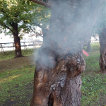 【拡散希望】五稜郭公園でのサクラのボヤ騒ぎの原因に考えさせられる...