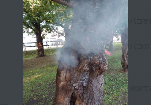 【拡散希望】五稜郭公園でのサクラのボヤ騒ぎの原因に考えさせられる...