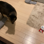 お供え物で飼い主を召喚?!ある猫の不思議な行動が可愛すぎる!!