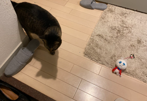 お供え物で飼い主を召喚?!ある猫の不思議な行動が可愛すぎる!!