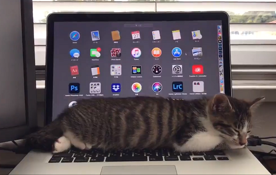 パソコンの上で気持ちよさそうに寝ている猫の動画に超癒される！！