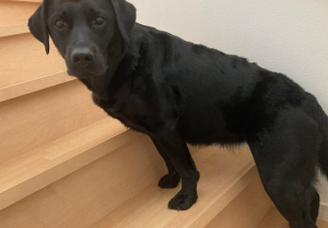 大声で叫ぶわけにもいかないので編み出された２階でリモートワーク中の夫に声をかけるときの伝達システムが最高！！