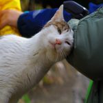【獣医が教える】猫が飼い主に頭突きや体当たりを頻繁にするようになった理由はストレスではなく...