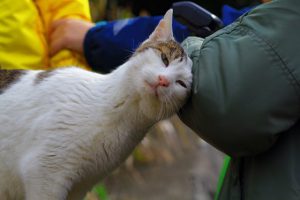 【獣医が教える】猫が飼い主に頭突きや体当たりを頻繁にするようになった理由はストレスではなく...