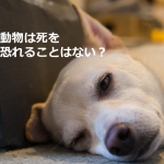 愛犬を亡くしたときに心を救ってくれた”獣医からの言葉”とは...
