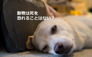 愛犬を亡くしたときに心を救ってくれた”獣医からの言葉”とは...