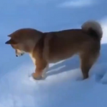 ワンちゃんがはじめて雪に触ったときの行動が可愛すぎるw