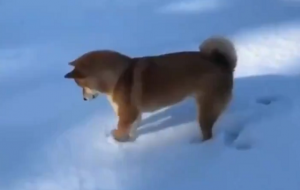ワンちゃんがはじめて雪に触ったときの行動が可愛すぎるｗ