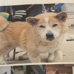 双葉駅に備え付けられてた駅ノートにあった”現飼い主から元飼い主へのメッセージ”に超感動!!