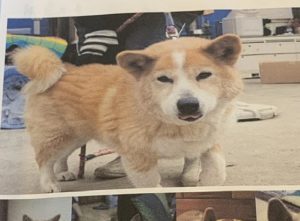 双葉駅に備え付けられてた駅ノートにあった”現飼い主から元飼い主へのメッセージ”に超感動!!