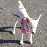 保健所で処分待ちだった子犬をドッグラン付きのマンションで飼った結果...