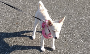 保健所で処分待ちだった子犬をドッグラン付きのマンションで飼った結果...