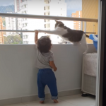 バルコニーの手すりに掴まろうとする赤ちゃんを全力で制止する猫の行動が可愛すぎるw