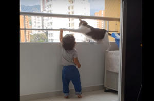 バルコニーの手すりに掴まろうとする赤ちゃんを全力で制止する猫の行動が可愛すぎるｗ
