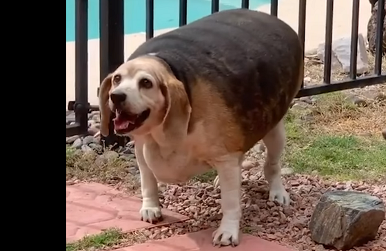 【衝撃映像】体重40キロのおデブ犬のビーグルがダイエットした結果…
