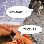 ワンワンうるさい小型犬を黙らせた先輩ワンコの行動に爆笑www