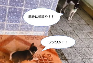 ワンワンうるさい小型犬を黙らせた先輩ワンコの行動に爆笑www