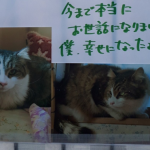 【僕のこと覚えてますか?】野良猫だった猫からのメッセージが素敵すぎる!!